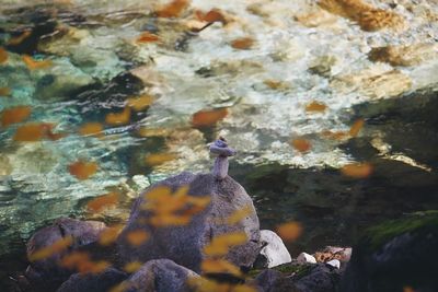 Close-up of fish swimming in sea