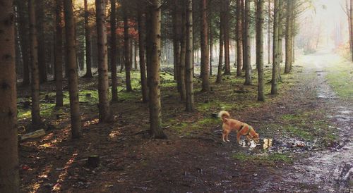 Dog in a forest