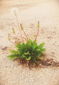 Close-up of plant growing outdoors