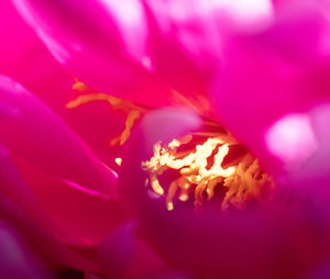 Close-up of pink flower