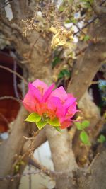 Close-up of pink flowering plant