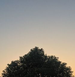 High section of trees against clear sky