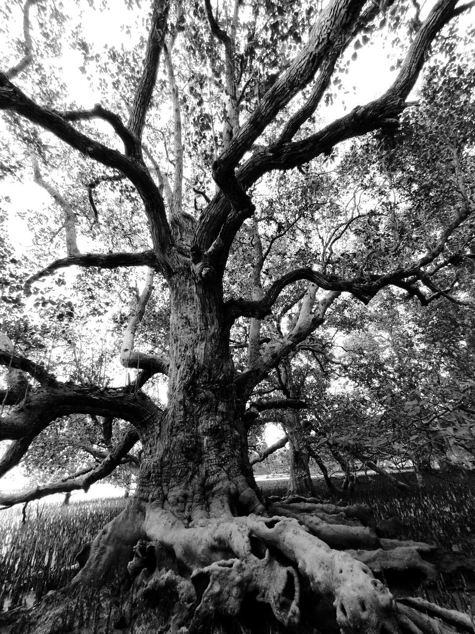 tree, plant, black and white, branch, monochrome photography, monochrome, growth, nature, no people, tranquility, tree trunk, beauty in nature, trunk, day, low angle view, land, flower, outdoors, leaf, sky, woodland, tranquil scene, scenics - nature, non-urban scene, environment