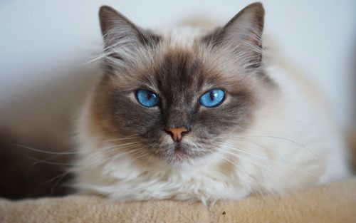 Close-up portrait of cat at home