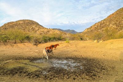 Horses drink water with mud in dry dam, drought, desert