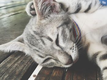 Close-up of cat sleeping