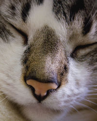 Close-up of cat with eyes closed