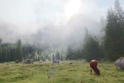 Horses grazing in a field