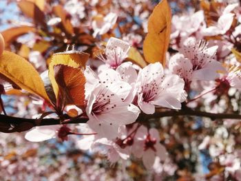 Close-up of white flowers blooming on tree