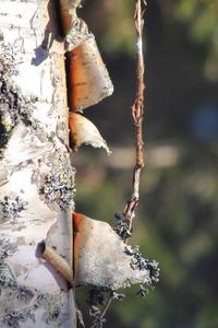 Close-up of frozen plant in forest during winter