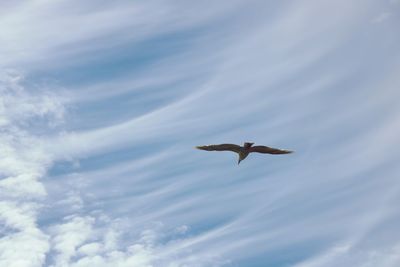 Low angle view of bird flying against sky