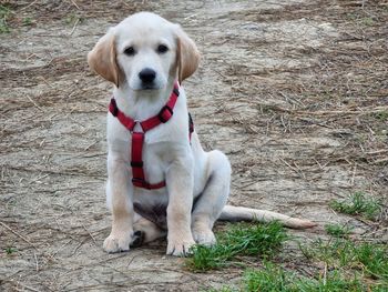 Portrait of dog sitting on field