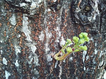 Close-up of lichen on tree trunk