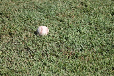 Baseball resting in grass