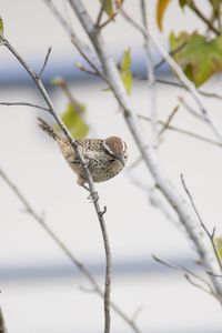 Close-up of bird perching on branch