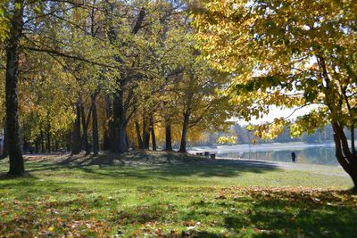 Trees on landscape during autumn