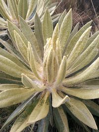 Close-up of cactus plant