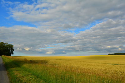 Scenic view of agricultural field against sky