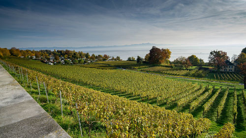 Scenic view of agricultural field against sky