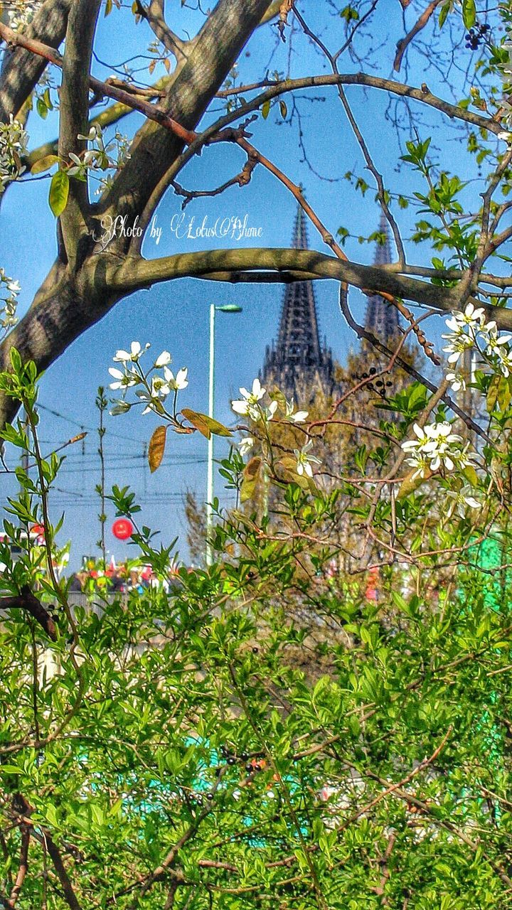 tree, building exterior, architecture, built structure, growth, clear sky, branch, low angle view, blue, flower, day, nature, plant, sky, outdoors, no people, leaf, city, building, sunlight