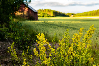 Plants growing on field