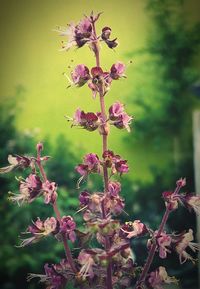 Close-up of pink flowers blooming outdoors