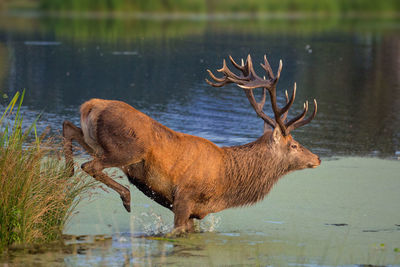 Deer in a lake