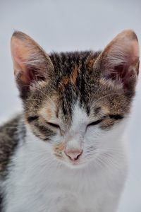 Close-up of a cat over white background