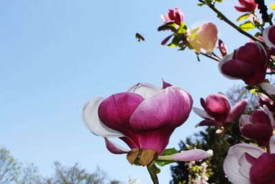 Low angle view of pink flowers