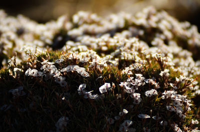 Close-up of wilted flowering plant on field