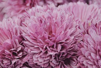 Pink chrysanthemum close up
