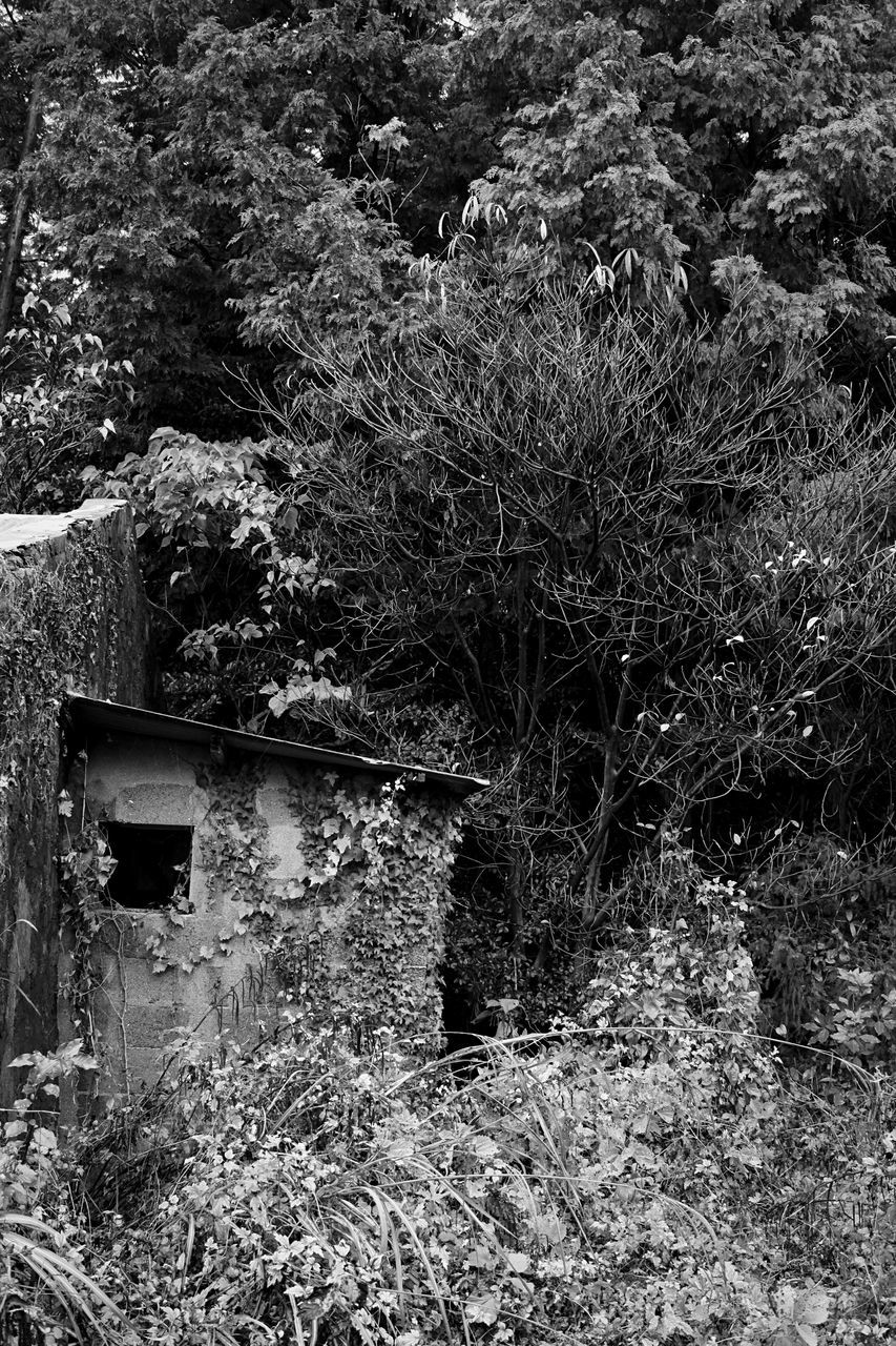 built structure, architecture, building exterior, house, tree, plant, growth, abandoned, old, nature, grass, damaged, wall - building feature, day, outdoors, no people, field, obsolete, residential structure, run-down