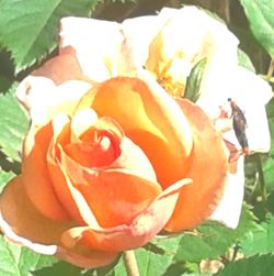 Close-up of orange rose