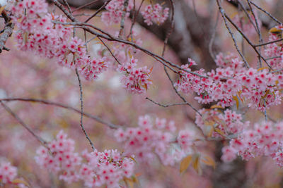 Close-up of pink cherry blossom