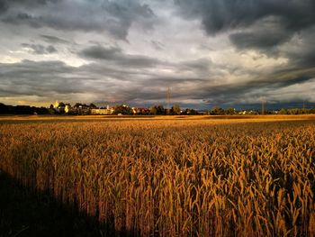 Scenic view of field against sky