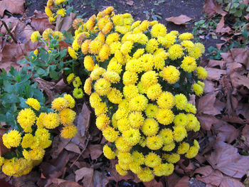 Close-up of yellow flowers