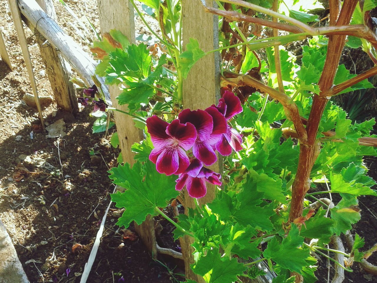 flower, growth, freshness, leaf, fragility, petal, plant, beauty in nature, nature, blooming, flower head, in bloom, purple, blossom, pink color, green color, sunlight, front or back yard, high angle view, botany