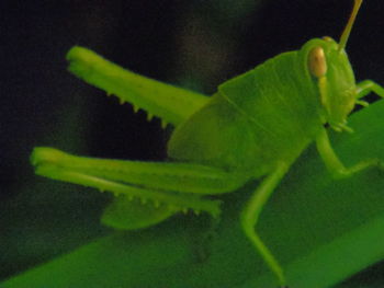 Close-up of insect on leaf