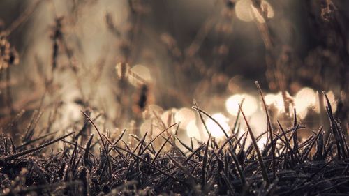 Close-up of plants on field during winter