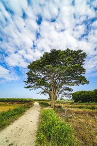 Tree on field against sky