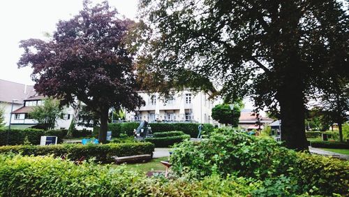 Trees and plants growing in garden