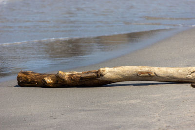 View of driftwood on beach