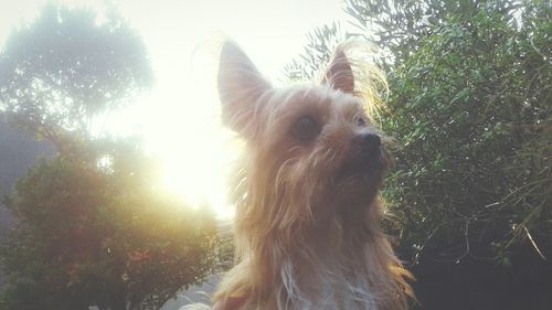 Close-up portrait of dog against sky