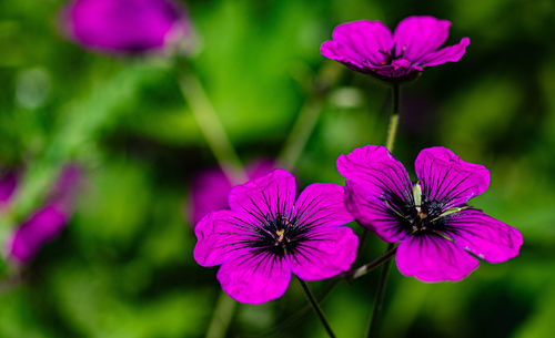 Close-up of pink flowering plant in park