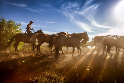 Horse on field