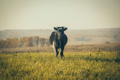 View of cow at field