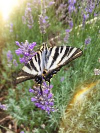 Close-up of butterfly pollinating on purple flower