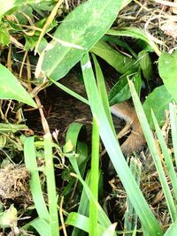 High angle view of lizard on field