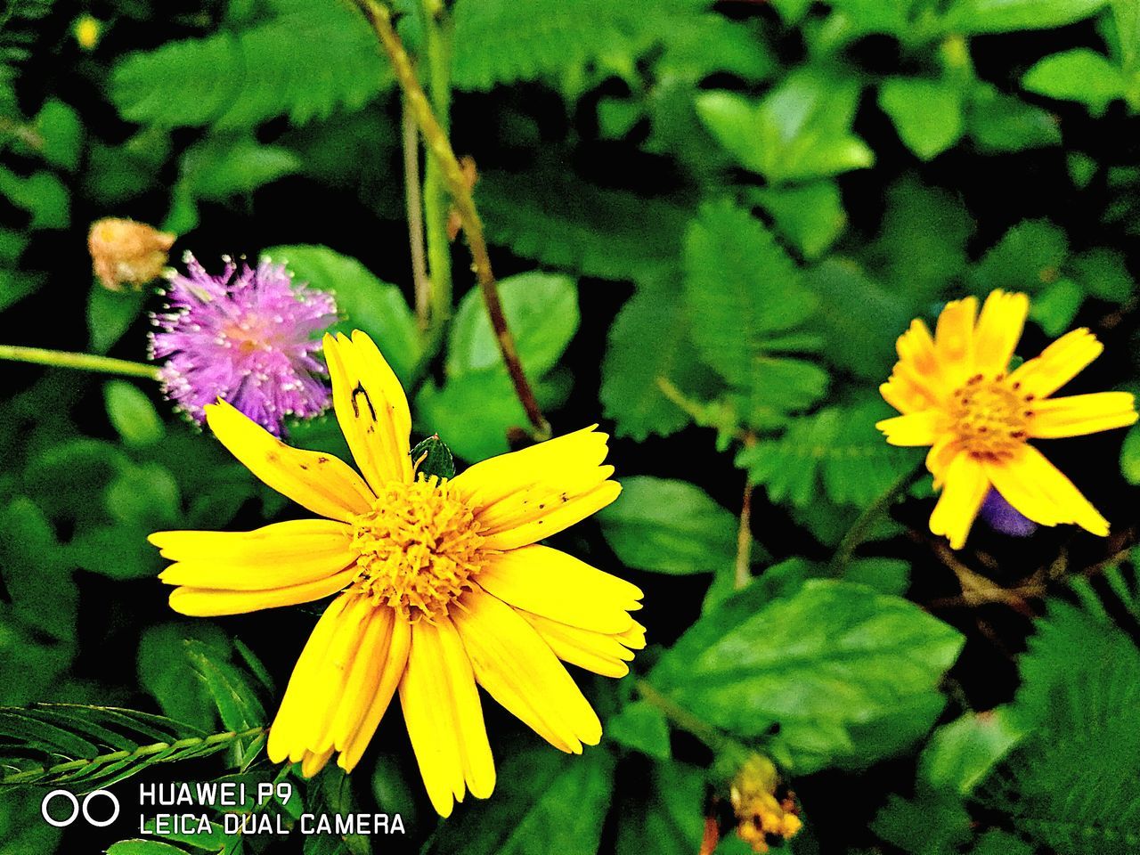 fragility, freshness, flower, growth, petal, beauty in nature, flower head, yellow, plant, nature, vibrant color, in bloom, botany, blooming, springtime, day, blossom, outdoors, black-eyed susan, green color, wildflower, garden, bloom, no people, tranquility, growing, pollen