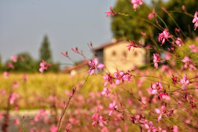 Close-up of flowers blooming against sky